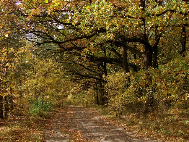 04 Wielkopolski Park Narodowy.jpg