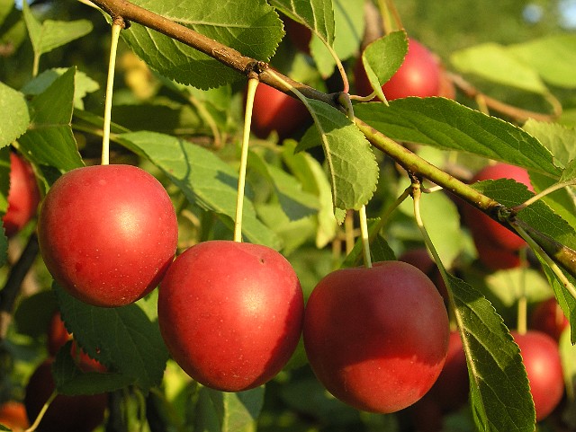 10 Dzikie jabłuszka.jpg