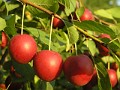 10 Dzikie jabłuszka