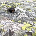 19 Senna mucha znad Morskiego Oka