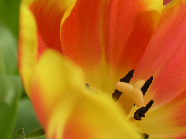 21 Tulipan.jpg