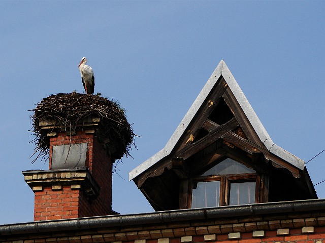 008 W centrum Białowieży.jpg