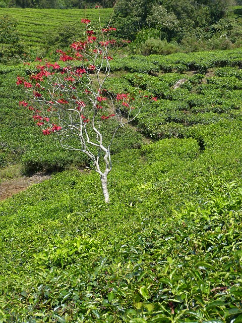 025.jpg - 025 Na plantacji herbaty.