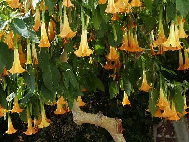 120.JPG - 120 Datura roztacza silny aromat.