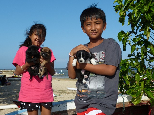 128.jpg - 128 Popularna rasa psów  na Bali – Kintamani.