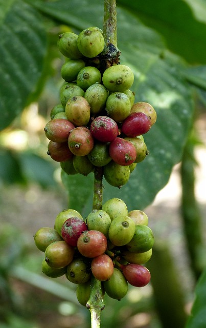156.jpg - 156 Kawa. W tutejszym ogrodzie kosztujemy najpyszniejszej kawy Kopi Luwak.