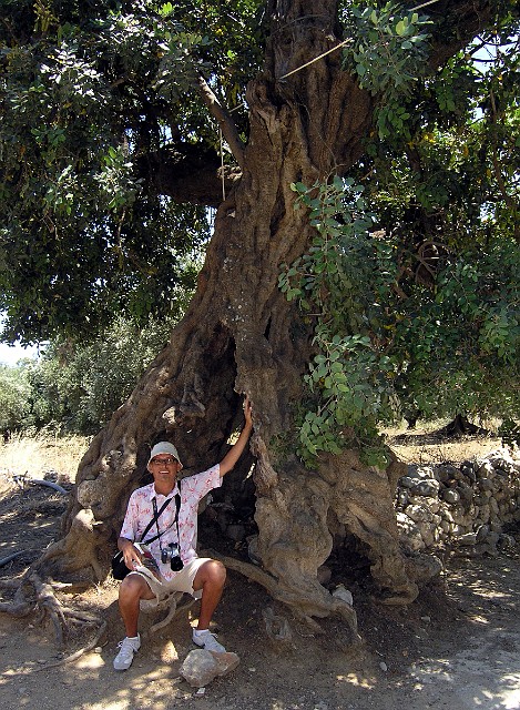 114 W cieniu drzewa oliwnego.jpg