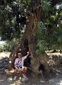 114 W cieniu drzewa oliwnego