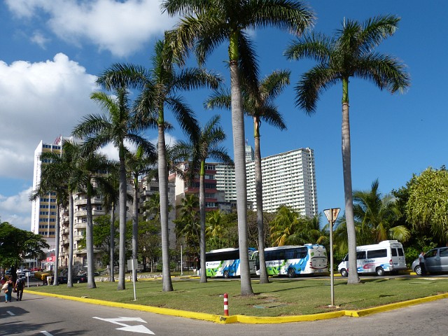112.jpg - 112 Hawana - na trawniku palmy królewskie, które są jednym z symboli Kuby
