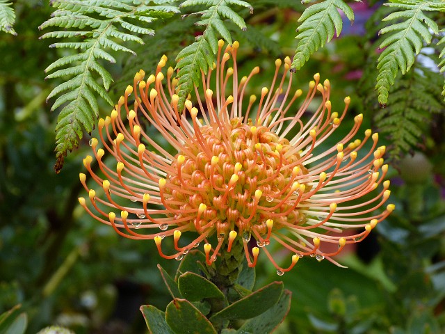 133 .jpg - 133 Leucospermum