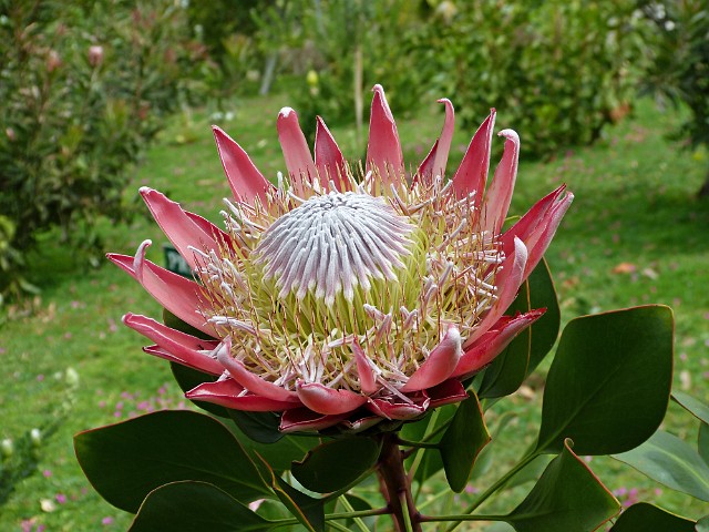 248 .jpg - 248 Protea cesarska - kwiat Prometeusza