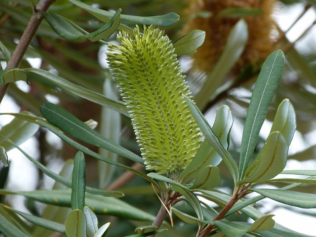 255 .JPG - 255 Banksia Integrifolia
