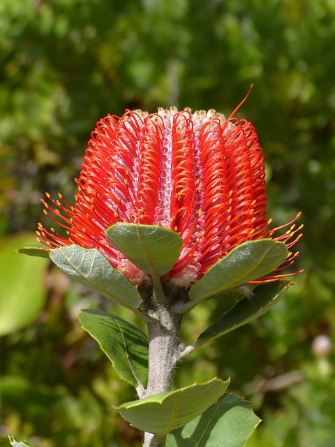 275 .jpg - 275 Banksia