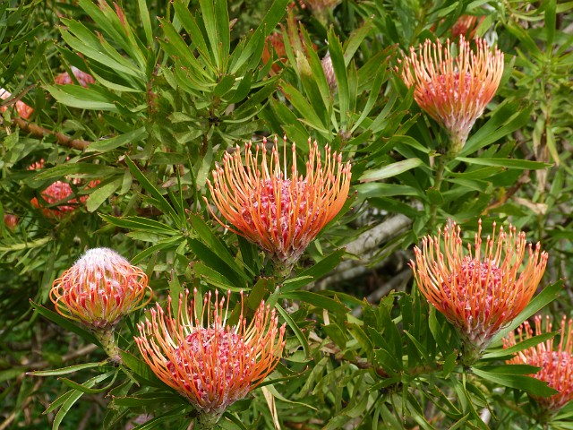 277 .JPG - 277 Leucospermum