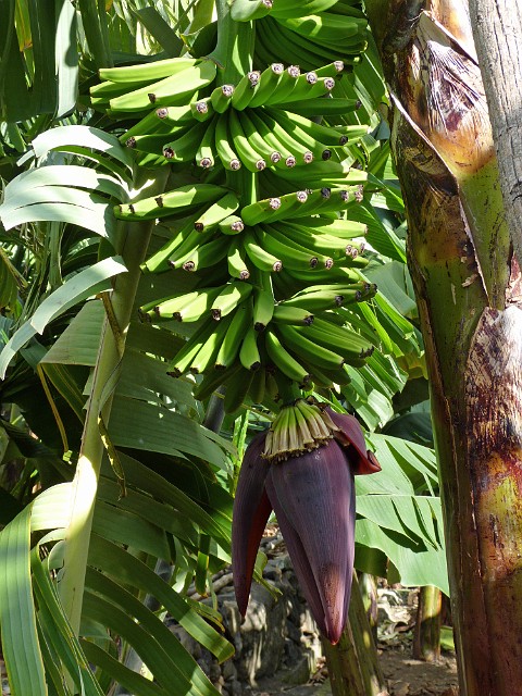 291 .jpg - 291 Plantacja bananów