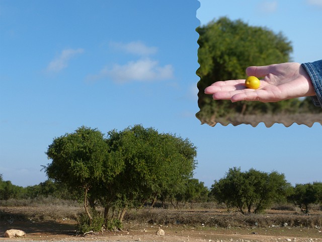 021.jpg - 021 Drzewo arganowe i jego owoc, z którego marokańskie kobiety wytwarzają cenny olej