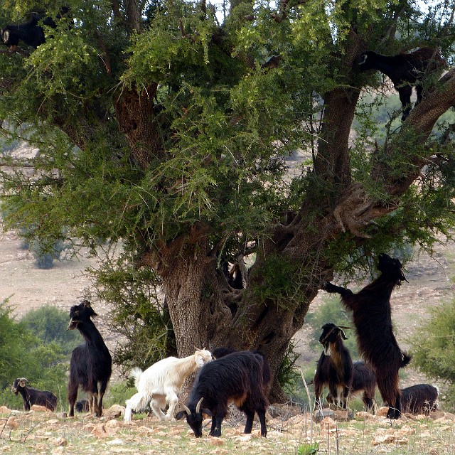 022.jpg - 022 Nie każda koza wchodzi na drzewo arganowe