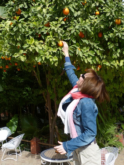 027.jpg - 027 Kuszące pomarańcze w ogrodzie Salam