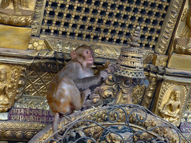 006.jpg - 006 Swayambhunath jest zwana również Świątynią Małp.