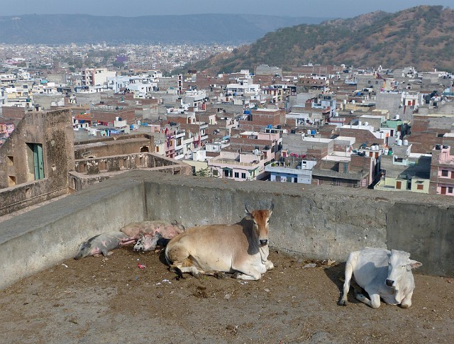 249.jpg - 249 W towarzystwie świętych krów i świń ogladamy panoramę Jaipuru.