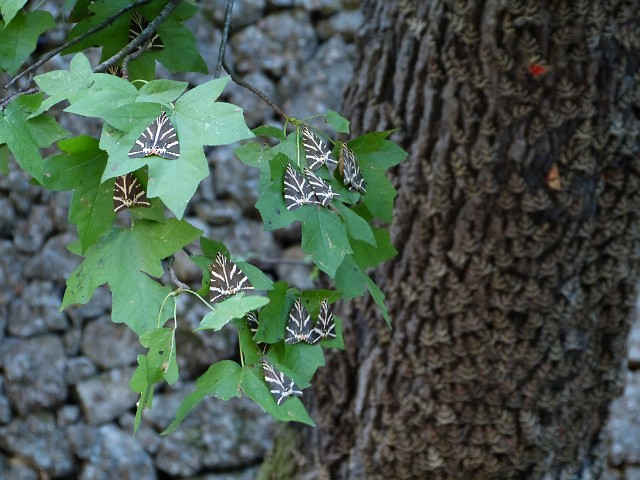 077 W Dolinie.JPG - 077 W Dolinie Motyli, czyli ciem. Panaxia Quadripunctaria jest w rzeczywistości ćmą nocną. Głównym powodem, który przyciąga owady w to miejsce, są dobre warunki do ich rozrodu.