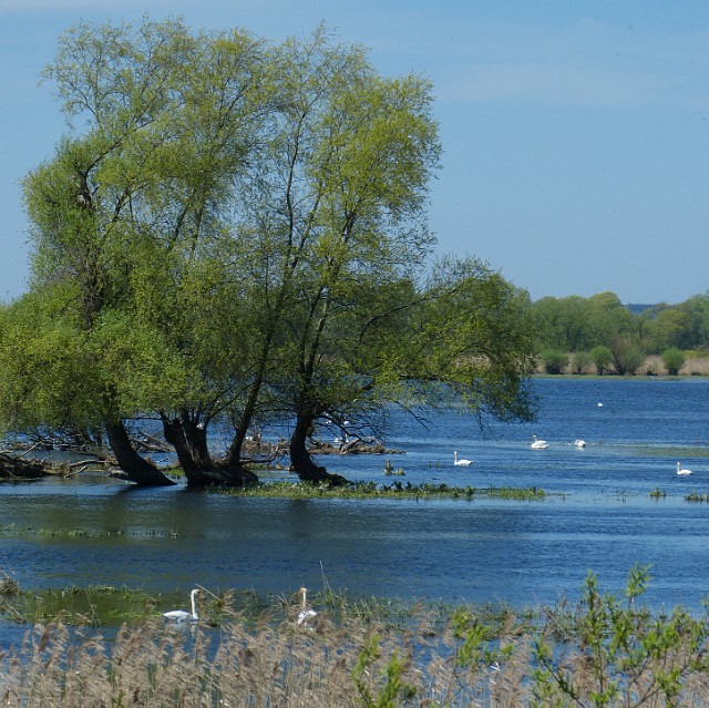 02.jpg - 02 Chodząc po okolicach Słońska fotografowaliśmy nad rozlewiskami dwóch rzek: Warty i Postomii.