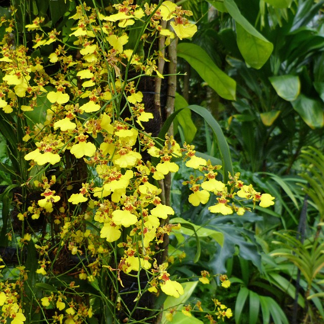 021.jpg - 021 W Ogrodzie Orchidei rośnie 20 tys. kwiatów orchidei różnych odmian.