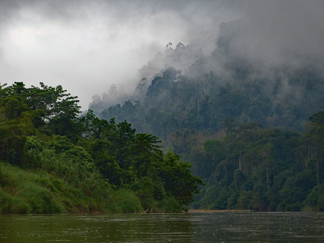 267.jpg - 267 Rejs łodzią po Parku Narodowym Taman Negara. Trasa wiedzie przez bujne lasy deszczowe.
