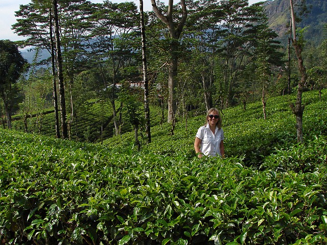 128.jpg - 128 Na plantacji herbaty