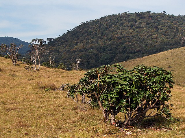 137.jpg - 137 Płaskowyż Hortona porośnięty drzewiastymi rododendronami