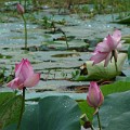 040 Kwiaty lotosu
