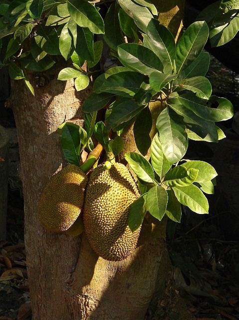 105.jpg - 105 Dojrzewający na drzewie owoc chlebowca.
