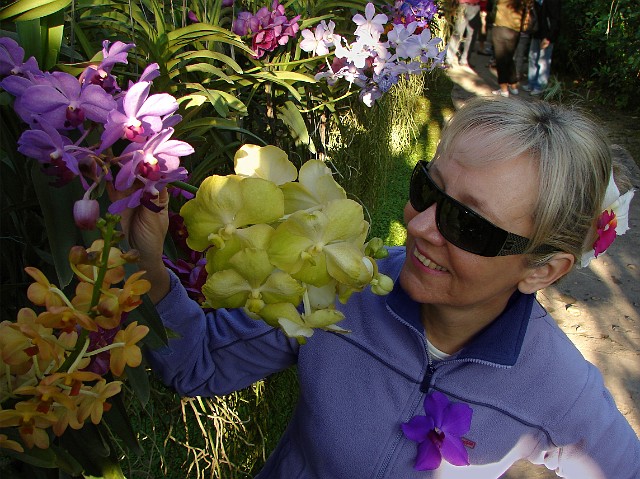 269.jpg - 269 W Tajlandii rośnie 1300 odmian orchidei.
