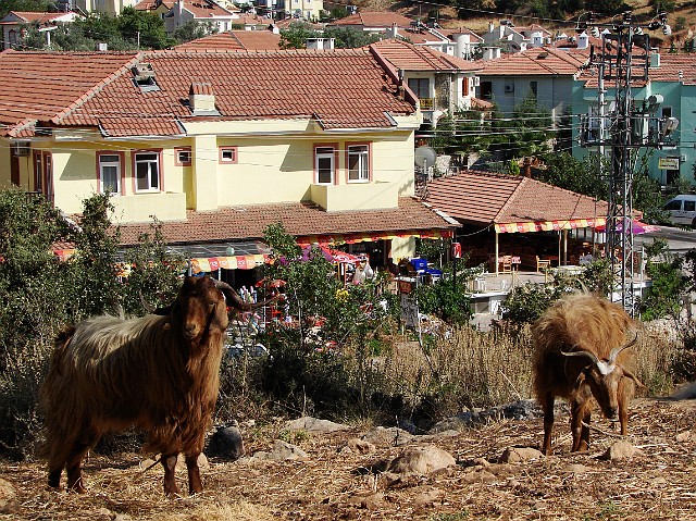 063 Sielsko, anielsko nawet w  mieście.jpg