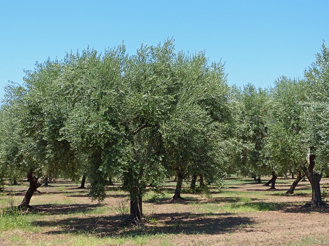 252 Drzewa oliwne.jpg