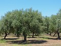 252 Drzewa oliwne
