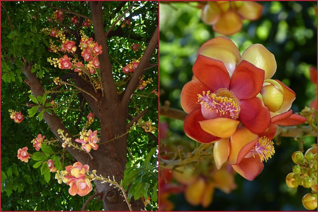 083.jpg - 083 Kwitnące drzewo dla Buddy - shorea robusta, znane jako drzewo sal lub shala, po polsku damarzyk mocny.