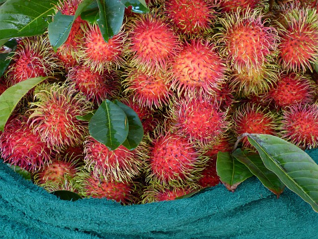 276.jpg - 276 Rambutany