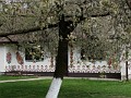 15 Malowany dom prześwitujący prze kwitnące drzewa