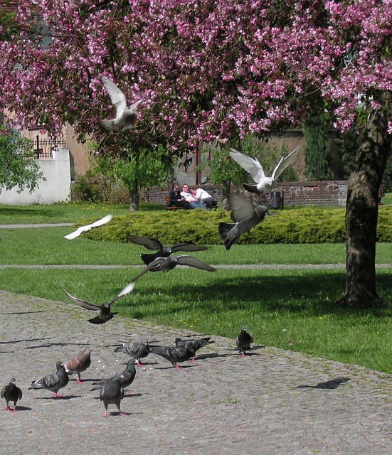 42 Wiosna w parku Chopina.jpg