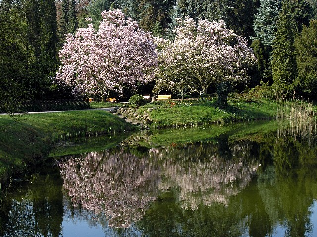 25 Kwitnące magnolie.jpg