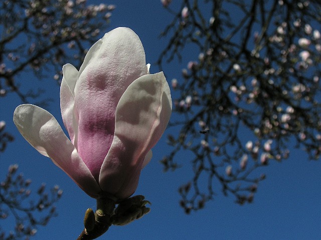 72 Magnolia.jpg