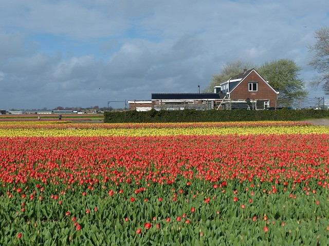 135 Ponownie pola w Noordwijkerhout.JPG