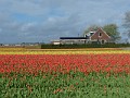 135 Ponownie pola w Noordwijkerhout