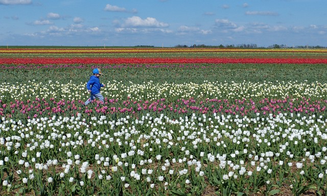40.jpg - 40. Międzynarodowe Targi Tulipanowe w Chrzypsku Wielkim