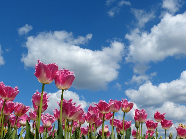 45.jpg - 45. Tulipany o nazwie Fancy Frills