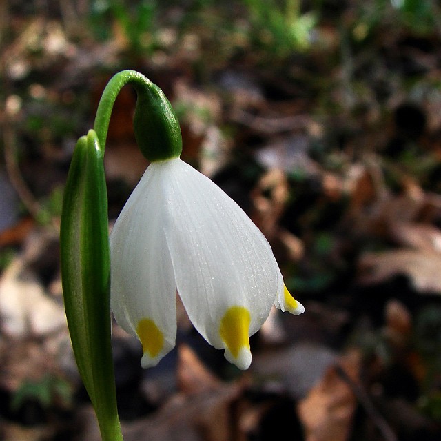 02.jpg - 02 Śnieżyca wiosenna