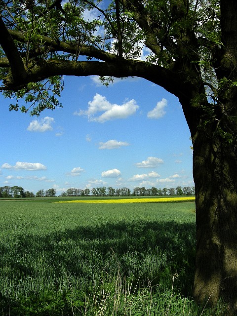 1.jpg - 1 Złotniki k/Poznania 10.05.2008